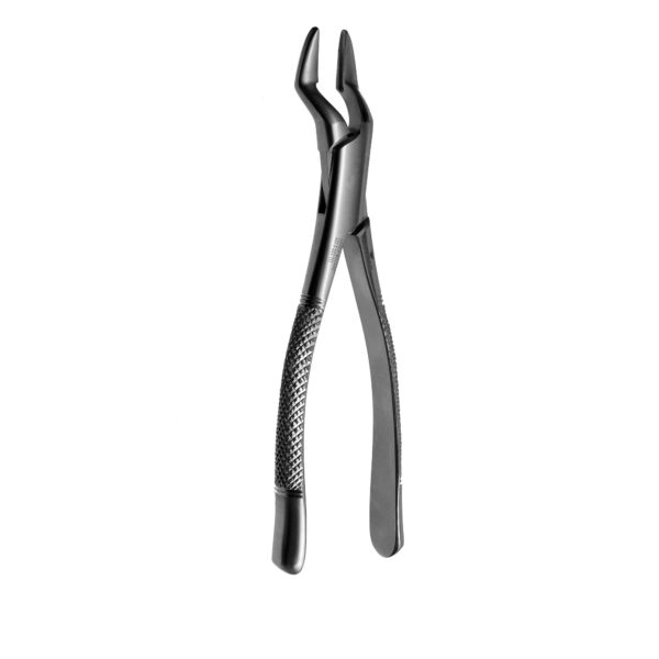 32 Upper Molars & Premolars