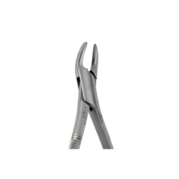 150 Upper Premolars Incisors Root Canines
