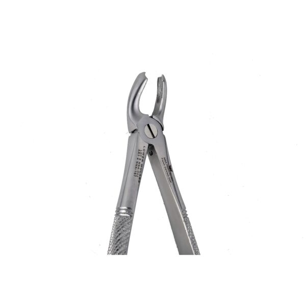 32 Lower Molars