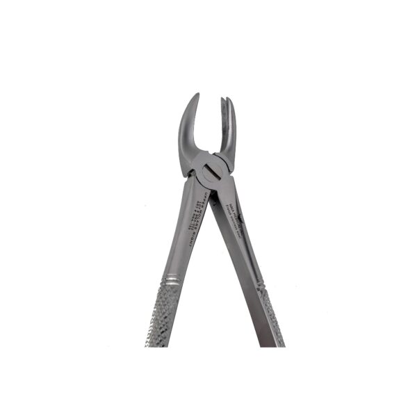 89 Right Upper Molars