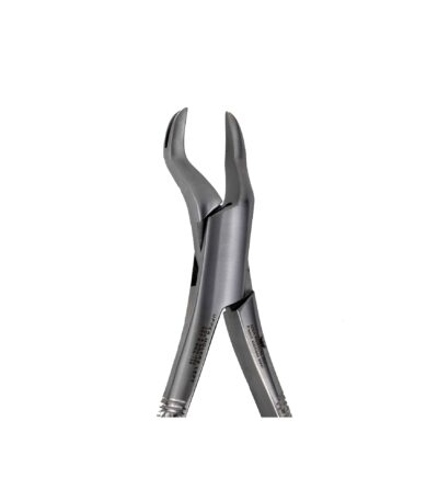 88L Left 1st and 2nd Upper Molars - NNA Medical Canada